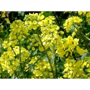 Горчица белая 25кг