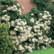 Гортензия черешковая