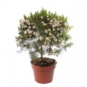 Хамелациум