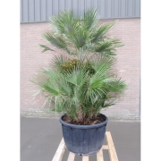 Хамеропс хумилис 75/240