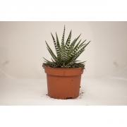 Хавортия (суккулент)