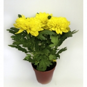 Хризантема Анастасия