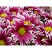 Хризантема прибрежная