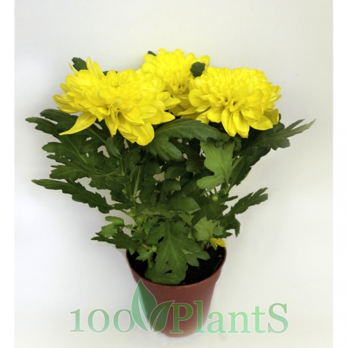 Купить Хризантема зембла