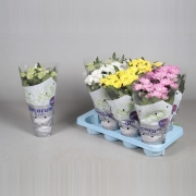 Хризантема