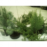 Хвойный микс