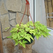 Ипомея в кашпо