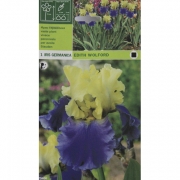 Ирис Edith Wolford