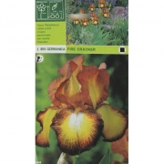 Ирис Fire cracker