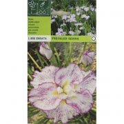 Ирис Freckled geisha