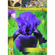 Ирис Tuxedo