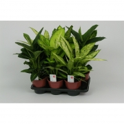 Диффенбахия