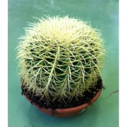 Кактус грузони