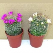 Кактус маммилярия