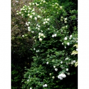 Калина обыкновенная  'Розеум'