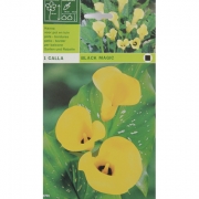 Калла Black magic