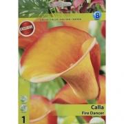 Калла Calla Fire Dancer