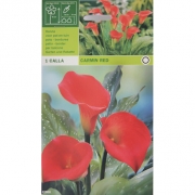 Калла Carmin red