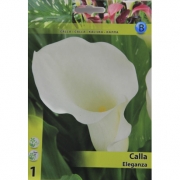 Калла Eleganza