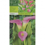 Калла Lavender Sensation