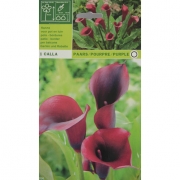 Калла Paars/Pourpre/Purple