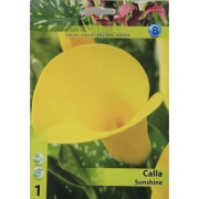 Калла Sunshine