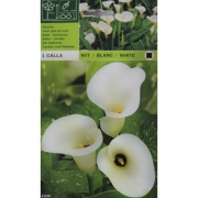 Калла Wit/blanc/white