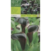 Калла  Zwart/black/noir