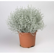 Калоцефалус