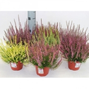 Каллуна (вереск)