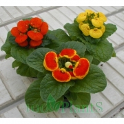 Кальцеолярия