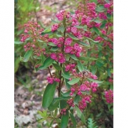 Кальмия узколистная   'Рубра'