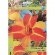Канна Hemerocallis Frans Hals