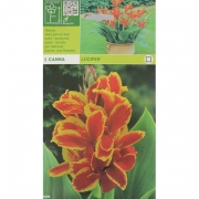Канна Lucifer