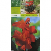 Канна Rood/Rouge/red