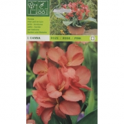 Канна  Roze/Rose/Pink