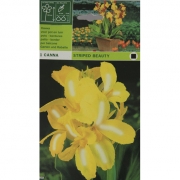 Канна Striped Beauty