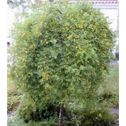 Карагана пендула