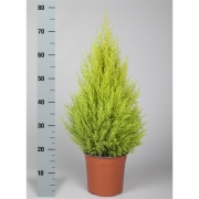 КИПАРИС ГОЛДКРЕСТ ВИЛМА