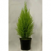 Кипарис комнатный Голдкрест Вилма