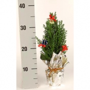 Кипарисовик Элвуда 35см.