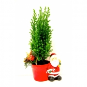 Кипарисовик Элвуда для дома.