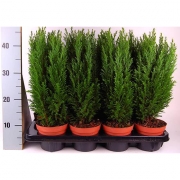 Кипарисовик Элвуди 50см.