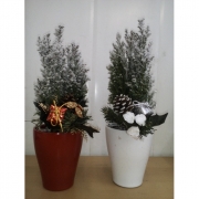 Кипарисовик Элвуди