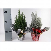 Кипарисовик Элвуди