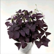 Кислица треугольная (оксалис)