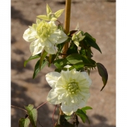 Клематис C. (Florida) 'Alba Plena'                                           