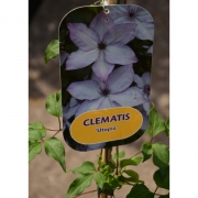 Клематис C. (Florida) 'Utopia'                                            