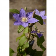 Клематис C. (Pat) 'Beauty of Worcester'                                  