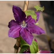 Клематис C. (Pat) 'Black Tea'                   